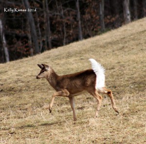 022116 deer alert