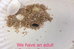 beetle