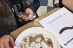 mealworm